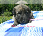 Small #4 German Shepherd Dog