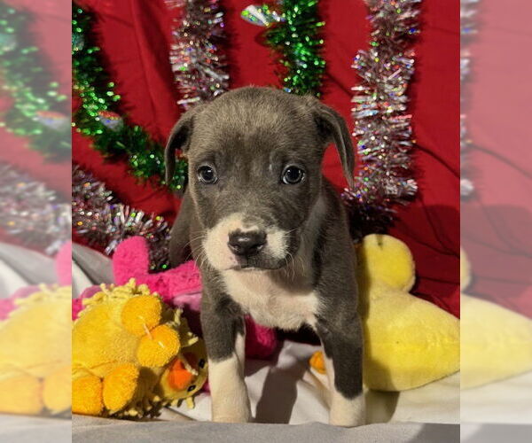 Medium Photo #5 American Bulldog-Labrador Retriever Mix Puppy For Sale in Tarrytown, GA, USA