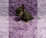 Small #7 French Bulldog