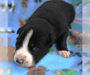 Border Collie-Unknown Mix Dogs for adoption in Thief River Falls, MN, USA