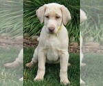 Small Photo #3 Labrador Retriever Puppy For Sale in REEDLEY, CA, USA