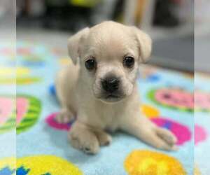 Cockeranian Dogs for adoption in Anchorage, AK, USA
