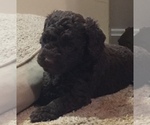 Small Photo #10 Miniature Labradoodle Puppy For Sale in MANHEIM, PA, USA