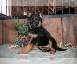 Medium German Shepherd Dog