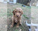 Puppy Puppy 6 Double Doodle