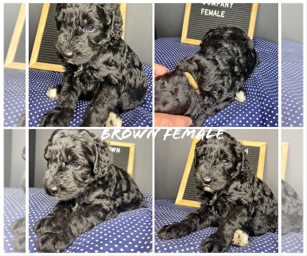 Medium Photo #11 Sheepadoodle Puppy For Sale in BARDSTOWN, KY, USA