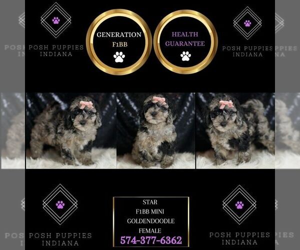 Medium Photo #7 Goldendoodle (Miniature) Puppy For Sale in WARSAW, IN, USA