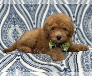 Goldendoodle (Miniature) Puppy for sale in LAKELAND, FL, USA