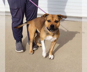 Mutt Dogs for adoption in Louisville, KY, USA