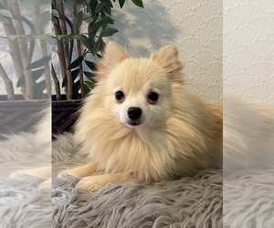 Father of the Pomeranian puppies born on 06/14/2023