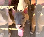 Small Photo #2 American Pit Bull Terrier-Unknown Mix Puppy For Sale in Wetumpka, AL, USA