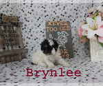 Small #10 Poodle (Toy)