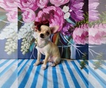 Small #4 Chihuahua