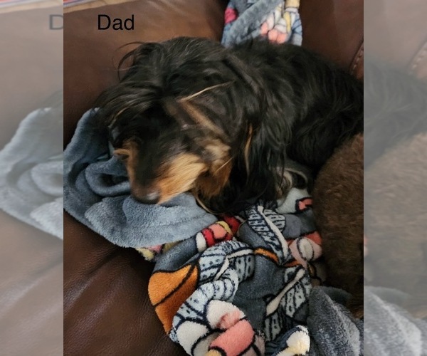 Medium Photo #1 Dachshund Puppy For Sale in KINGSLAND, GA, USA