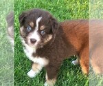 Small Photo #1 Australian Shepherd Puppy For Sale in RANDOLPH, NY, USA