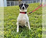 Small Photo #2 Rat Terrier-Unknown Mix Puppy For Sale in West Palm Beach, FL, USA