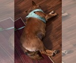 Small #7 Pembroke Welsh Corgi Mix