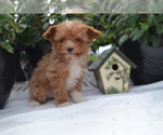 Small #1 Cavapoo (Miniature)-Poodle (Toy) Mix
