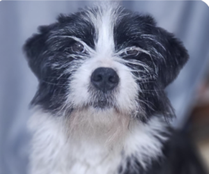 Collie-Unknown Mix Dogs for adoption in San Ramon, CA, USA