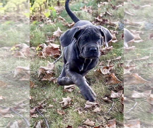 Medium Photo #1 Cane Corso Puppy For Sale in NEWTON, NJ, USA