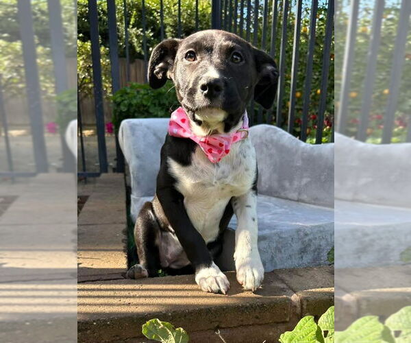 Medium Photo #6 American Pit Bull Terrier-Unknown Mix Puppy For Sale in Redlands, CA, USA