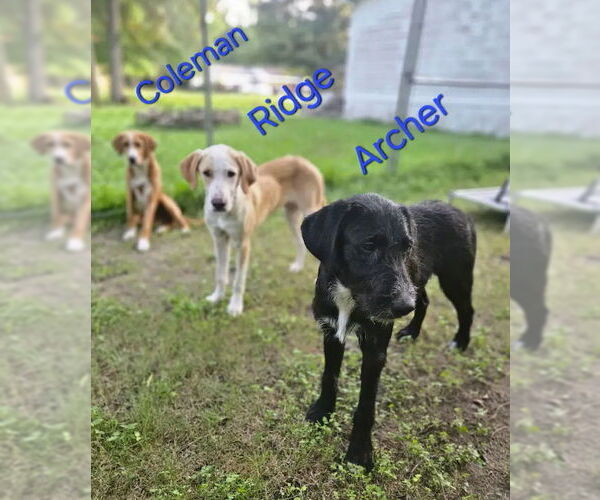 Medium Photo #6 Mutt Puppy For Sale in Boonton, NJ, USA