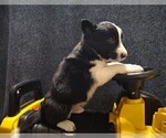 Small Photo #196 Border Collie Puppy For Sale in NORBORNE, MO, USA