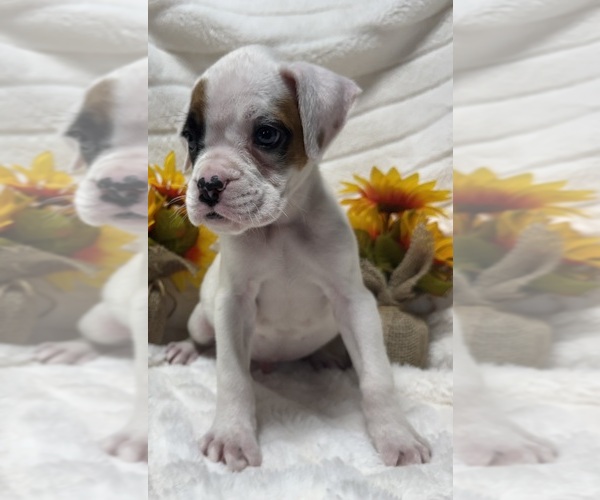 Medium Photo #4 Boxer Puppy For Sale in PAWNEE CITY, NE, USA