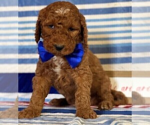 Goldendoodle Puppy for sale in LANCASTER, PA, USA