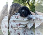 Puppy 1 Pointer