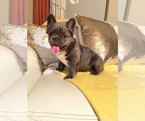 French Bulldog Puppy for sale in TUCSON, AZ, USA