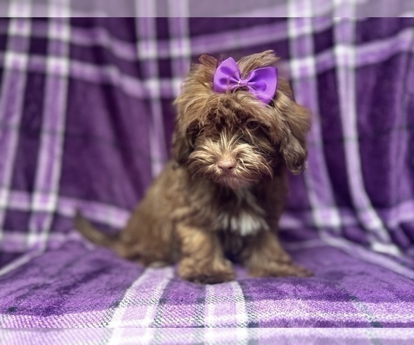 Medium Photo #8 ShihPoo Puppy For Sale in LAKELAND, FL, USA