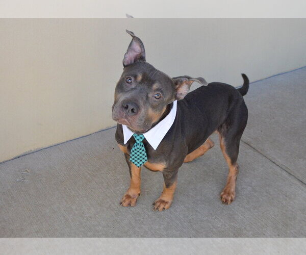 Medium Photo #1 American Pit Bull Terrier-Unknown Mix Puppy For Sale in McKinney, TX, USA