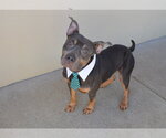 Small American Pit Bull Terrier Mix