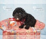 Small Photo #16 Poodle (Toy) Puppy For Sale in SANGER, TX, USA