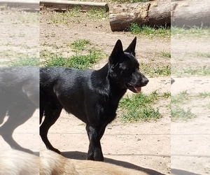 Father of the German Shepherd Dog puppies born on 03/28/2023