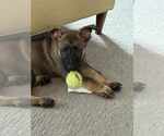 Small #3 German Shepherd Dog