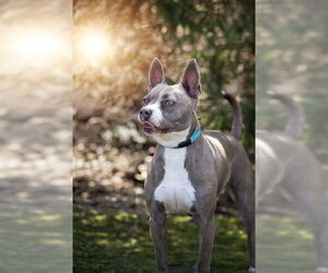 REGINA - Female Mutt Dog for Adoption - Photo #3