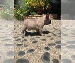 Small Photo #11 French Bulldog Puppy For Sale in WHITTIER, CA, USA
