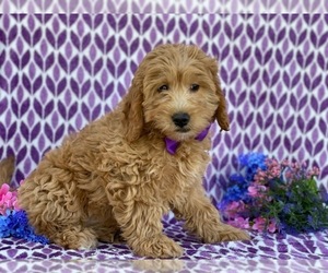 Goldendoodle Puppy for sale in LANCASTER, PA, USA