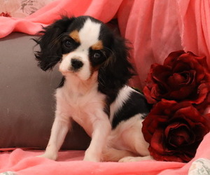 Cavalier King Charles Spaniel Puppy for Sale in THORP, Wisconsin USA