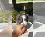 Small #1 Miniature Australian Shepherd