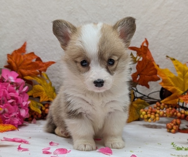 Medium Photo #5 Pembroke Welsh Corgi Puppy For Sale in GOSHEN, IN, USA