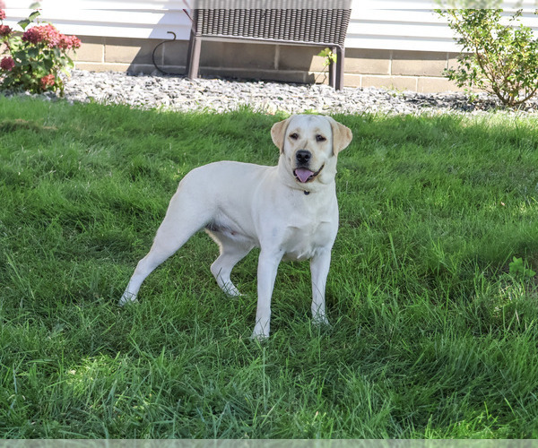 Medium Photo #2 Labrador Retriever Puppy For Sale in SYRACUSE, IN, USA