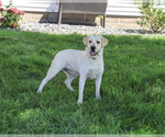 Small #1 Labrador Retriever