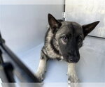 A663358 - Male German Shepherd Dog-Unknown Mix Dog for Adoption - Small photo