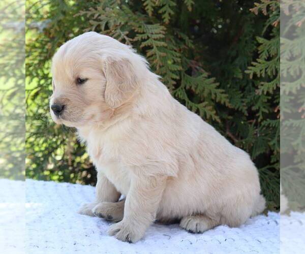 Medium Photo #4 Goldendoodle Puppy For Sale in NEW ENTERPRISE, PA, USA