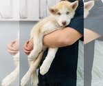 Small Photo #19 Siberian Husky Puppy For Sale in HESPERIA, CA, USA