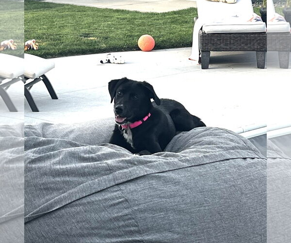 Medium Photo #3 Labrador Retriever-Unknown Mix Puppy For Sale in Fargo, ND, USA