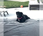Small #2 Labrador Retriever Mix